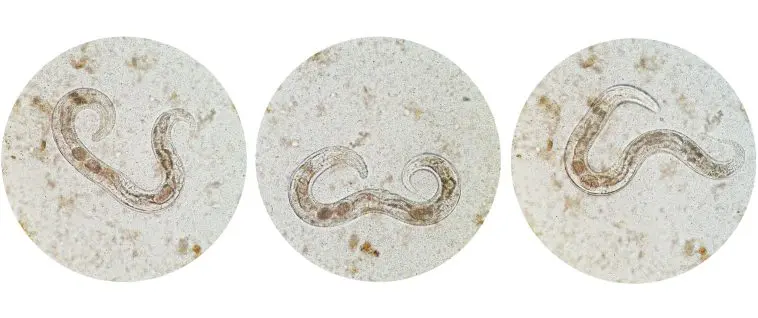 Strongyloides stercoralis a human pathogenic parasitic roundworm causing the disease strongyloidiasis: ID 81603414 © Chansom Pantip | Dreamstime.com