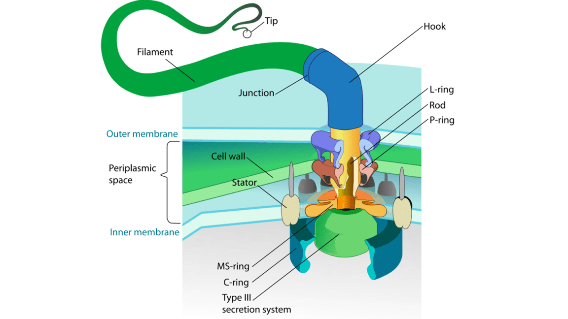 Flagellum base diagram, photo credit: LadyofHats on Wikipedia