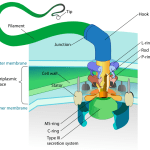 Flagellum base diagram, photo credit: LadyofHats on Wikipedia