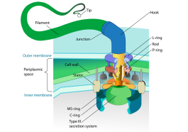 Flagellum base diagram, photo credit: LadyofHats on Wikipedia