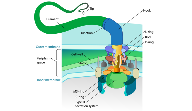 Flagellum base diagram, photo credit: LadyofHats on Wikipedia