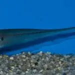 Glass Knifefish: ID 85810069 © Guinapora | Dreamstime.com