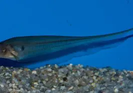 Glass Knifefish: ID 85810069 © Guinapora | Dreamstime.com