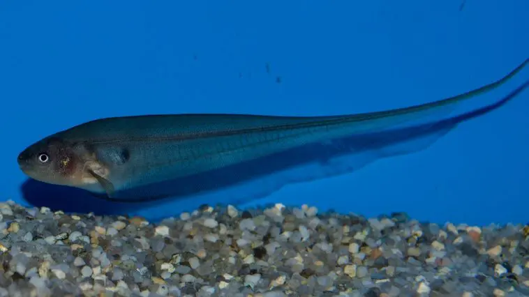 Glass Knifefish: ID 85810069 © Guinapora | Dreamstime.com