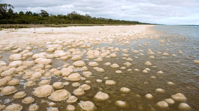 Fossilized Stromatolite detail: ID 288585870 © Frenta | Dreamstime.com