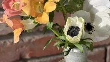 Anemone bud in vase, photo credit: Emily Steele