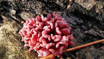 Purple Jellydisc (Ascocoryne sarcoides), photo credit: Алексей