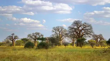 Baobab trees, Tanzania: ID 37281045 | African Baobab © Agap13 | Dreamstime.com
