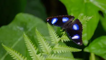 Hypolimnas bolina Blue Moon butterfly: ID 194501315 © Fritz Rositzka | Dreamstime.com