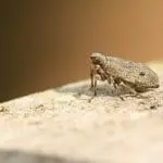 Planthopper Issus coleoptratus ID 125490936 © Sandra Standbridge | Dreamstime.com