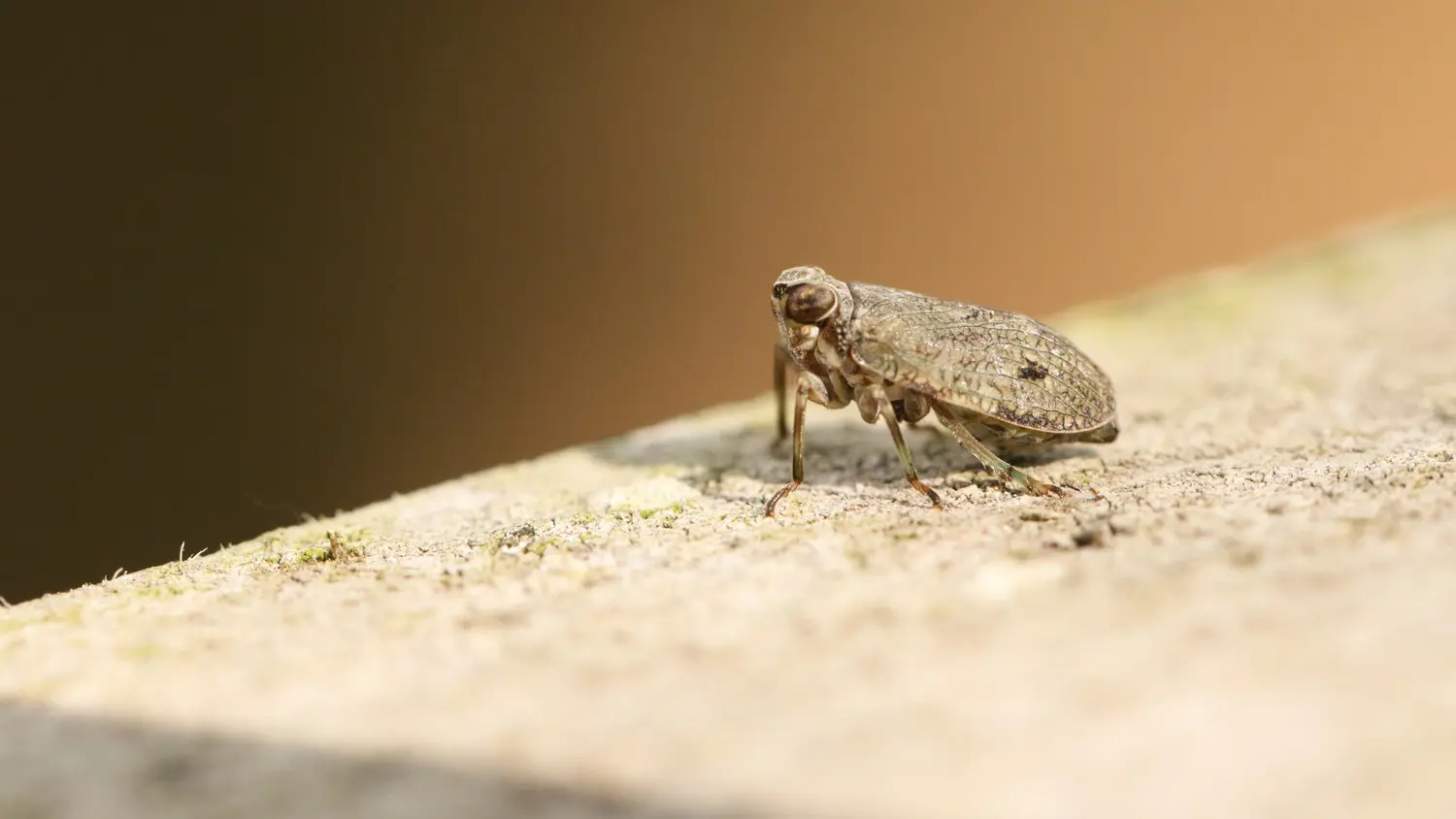Planthopper Issus coleoptratus ID 125490936 © Sandra Standbridge | Dreamstime.com