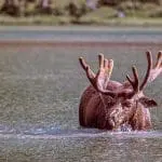 Bull moose in a lake, photo credit: Pat Mingarelli