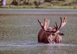Bull moose in a lake, photo credit: Pat Mingarelli