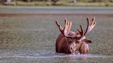 Bull moose in a lake, photo credit: Pat Mingarelli