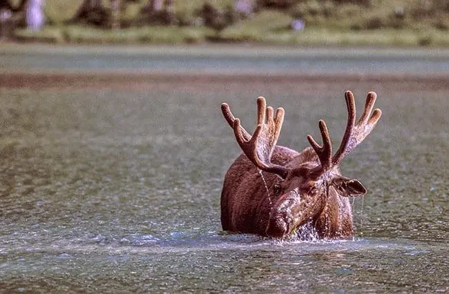Bull moose in a lake, photo credit: Pat Mingarelli