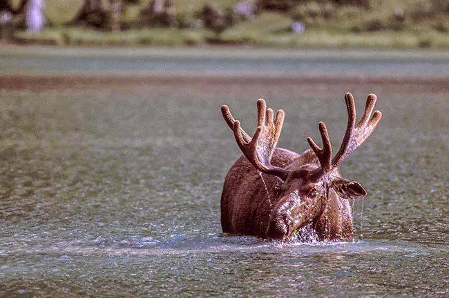 Bull moose in a lake, photo credit: Pat Mingarelli