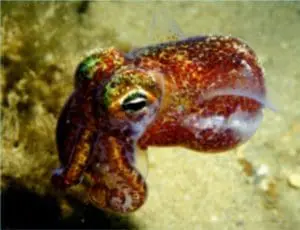Euprymna scolopes squid, Oahu, photo credit: Jamie Foster