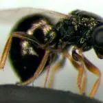 Jewel wasp, Nasonia vitripennis, photo credit: M.E.Clark