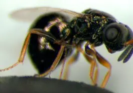 Jewel wasp, Nasonia vitripennis, photo credit: M.E.Clark