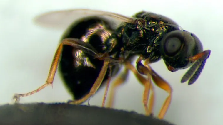 Jewel wasp, Nasonia vitripennis, photo credit: M.E.Clark