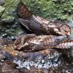 Oilbirds on a nest: ID 129042573 © Agami Photo Agency | Dreamstime.com