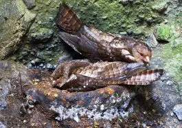 Oilbirds on a nest: ID 129042573 © Agami Photo Agency | Dreamstime.com
