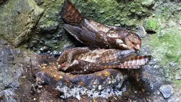 Oilbirds on a nest: ID 129042573 © Agami Photo Agency | Dreamstime.com