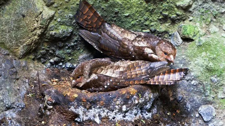Oilbirds on a nest: ID 129042573 © Agami Photo Agency | Dreamstime.com