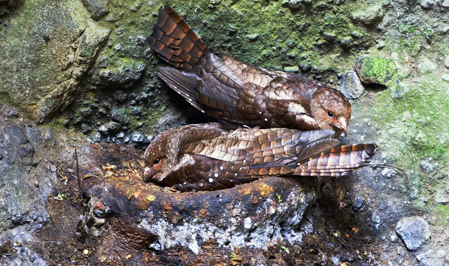 Oilbirds on a nest: ID 129042573 © Agami Photo Agency | Dreamstime.com