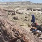 Petrified Forest trunk with people, photo credit: Canyon Ministries