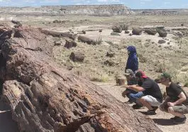Petrified Forest trunk with people, photo credit: Canyon Ministries