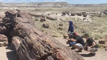 Petrified Forest trunk with people, photo credit: Canyon Ministries
