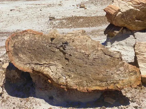 Close up of a cross section of petrified wood, photo credit: Canyon Ministries