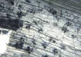 Arbuscular mycorrhiza seen under microscope. Flax root cortical cells containing paired arbuscules. Photo credit: MS Turmel, University of Manitoba, Plant Science Department