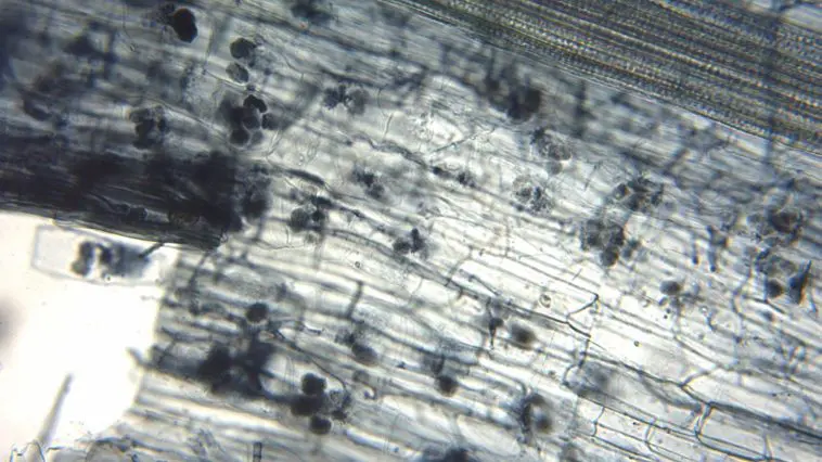 Arbuscular mycorrhiza seen under microscope. Flax root cortical cells containing paired arbuscules. Photo credit: MS Turmel, University of Manitoba, Plant Science Department