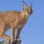 Caracal cat: ID 24638793 | Caracal © Stu Porter | Dreamstime.com