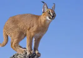 Caracal cat: ID 24638793 | Caracal © Stu Porter | Dreamstime.com