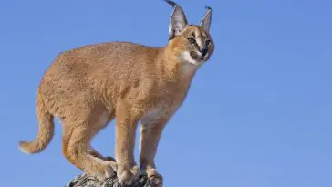 Caracal cat: ID 24638793 | Caracal © Stu Porter | Dreamstime.com