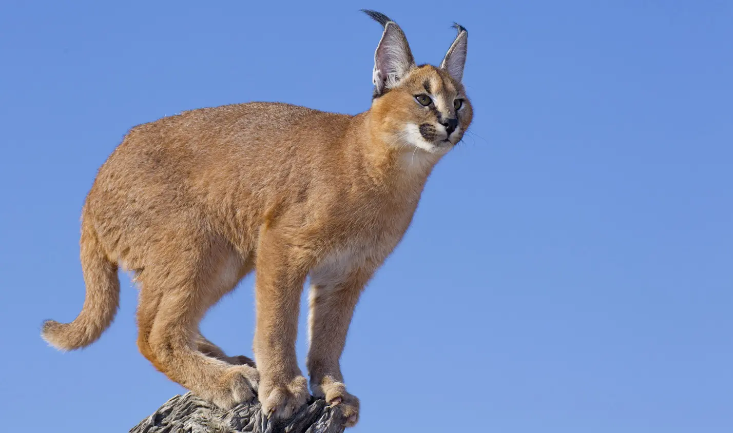 Caracal cat: ID 24638793 | Caracal © Stu Porter | Dreamstime.com