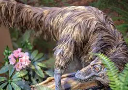 Feathered Velociraptor Dinosaur replica: ID 363323554 © Anpo9075 | Dreamstime.com
