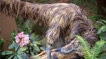 Feathered Velociraptor Dinosaur replica: ID 363323554 © Anpo9075 | Dreamstime.com