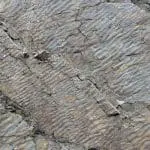Fossil ripples: ID 198066140 | Background © Madscica | Dreamstime.com