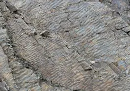 Fossil ripples: ID 198066140 | Background © Madscica | Dreamstime.com