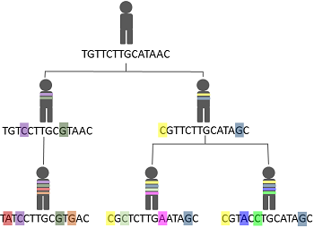 Diagram of principles of mutation inheritance, photo credit: Angelahartsock