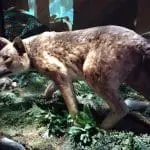 Dire wolf life-sized model at science center Heureka, photo credit: Hunsvotti