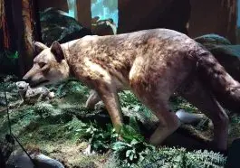 Dire wolf life-sized model at science center Heureka, photo credit: Hunsvotti