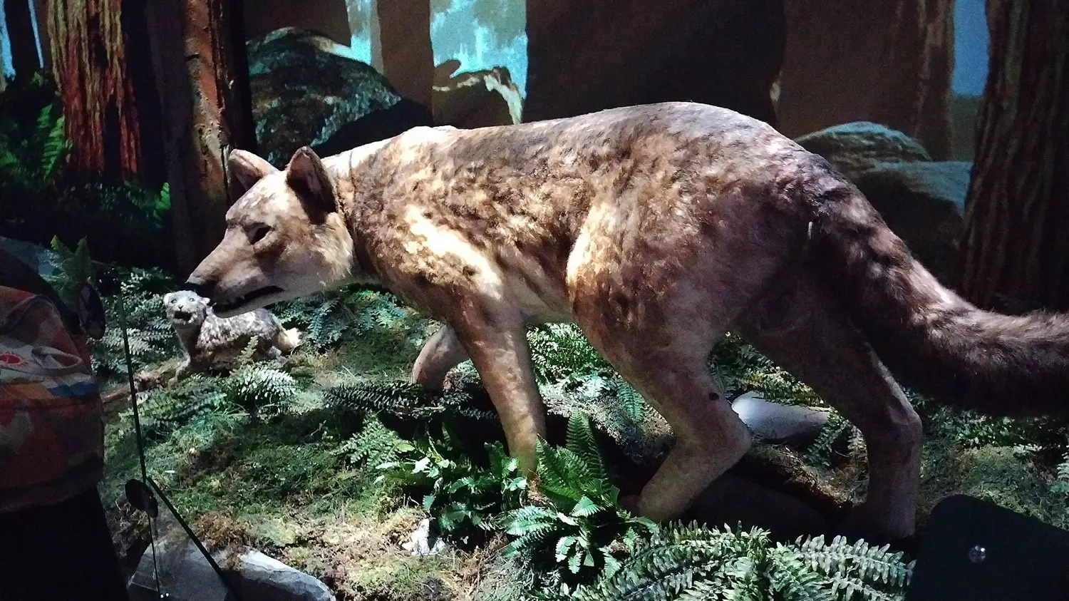 Dire wolf life-sized model at science center Heureka, photo credit: Hunsvotti