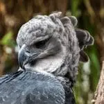 Harpy Eagle closeup: ID 260979573 © Wirestock | Dreamstime.com