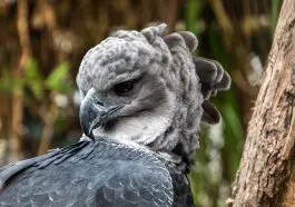 Harpy Eagle closeup: ID 260979573 © Wirestock | Dreamstime.com