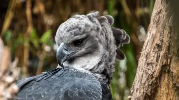 Harpy Eagle closeup: ID 260979573 © Wirestock | Dreamstime.com
